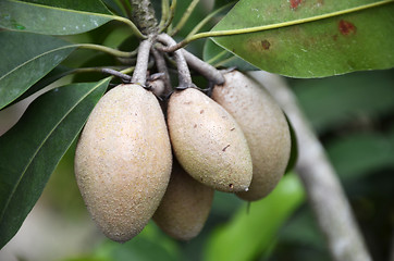 Image showing Chiku fruits on the tree