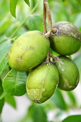 Image showing Ambarella fruits on the tree