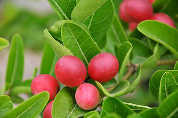 Image showing Miracle fruit