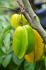 Image showing Star fruits 