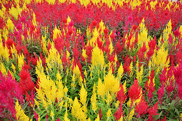 Image showing Colorful plumed cockscomb flower  