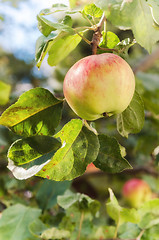 Image showing Sunlit green apples on a tree branch