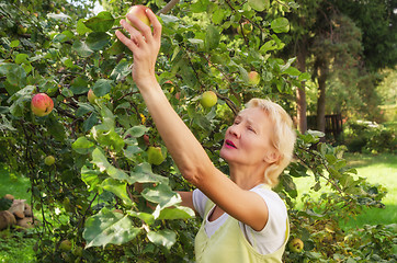 Image showing Portrait of a woman collecting apples in the garden