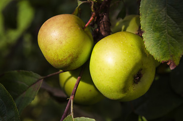 Image showing Sunlit green apples on a tree branch