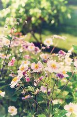 Image showing Anemone japonica flowers, lit by sunlight in the garden.