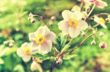 Image showing Anemone japonica flowers, lit by sunlight in the garden.