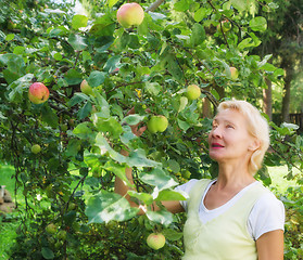 Image showing Portrait of a woman collecting apples in the garden