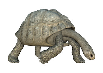 Image showing Galapagos Tortoise