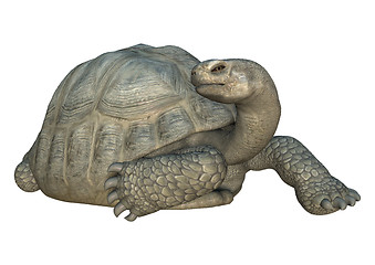 Image showing Galapagos Tortoise