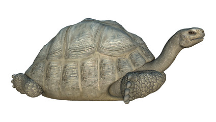 Image showing Galapagos Tortoise