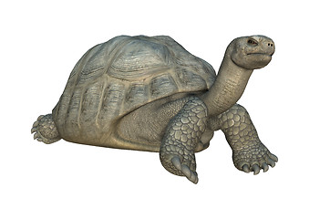 Image showing Galapagos Tortoise