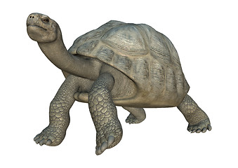 Image showing Galapagos Tortoise