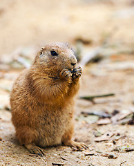 Image showing Black-tailed prairie dog