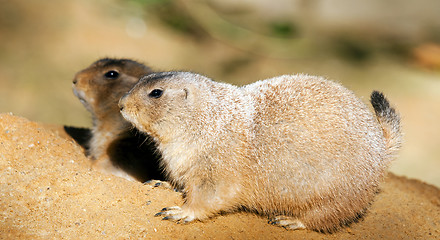 Image showing Black-tailed prairie dogs