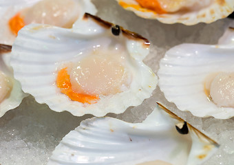 Image showing Raw scallops on ice