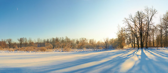 Image showing scenic landscape of bare trees and its shadows near  snow field in sunny winter day 