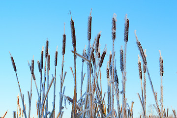 Image showing Cattail frosen in snow against the blue sky background
