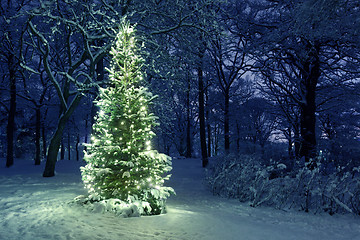 Image showing Christmas Tree in Snow