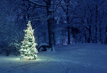 Image showing Christmas Tree in Snow