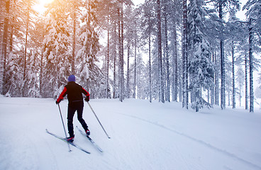 Image showing Cross-country skiing in Sweden 