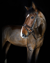 Image showing riding horse in the studio