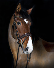 Image showing head Holsteiner horse riding