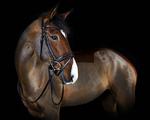 Image showing Holsteiner horse with bridle