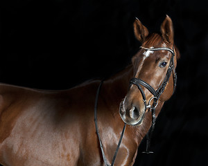 Image showing Oldenburger riding horse