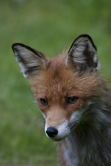 Image showing fox head