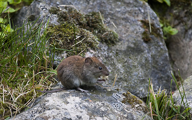 Image showing mouse with peanut