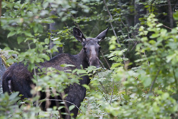 Image showing moose