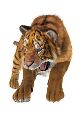 Image showing Hunting Tiger