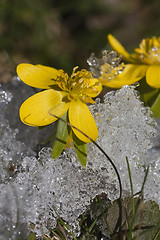 Image showing winter aconites in snow