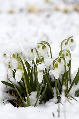 Image showing snowdrops under snow