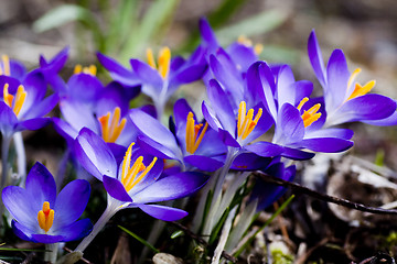 Image showing blue crocus