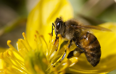 Image showing honey bee