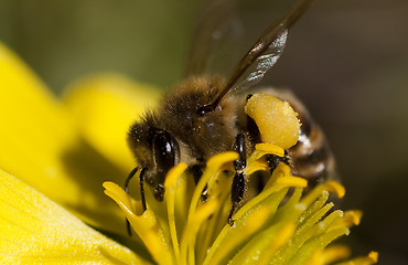 Image showing honey bee