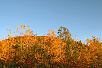 Image showing Autumn forest on a hill