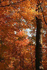 Image showing Golden maple trees