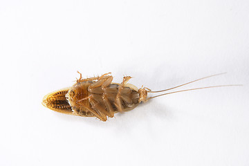 Image showing Cockroach 4