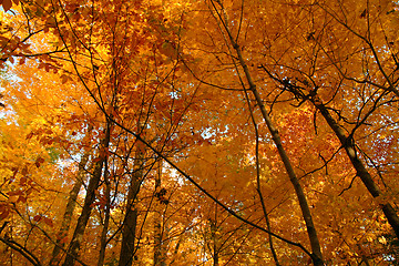 Image showing Golden October forest