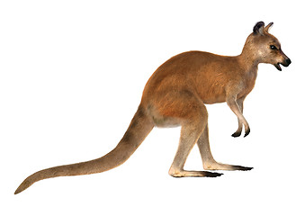 Image showing Red Kangaroo