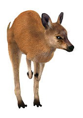 Image showing Red Kangaroo