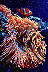 Image showing Underwater paradise