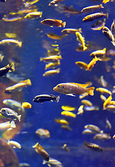 Image showing Underwater paradise