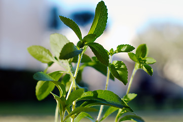 Image showing close up of stevia plant in sunshine