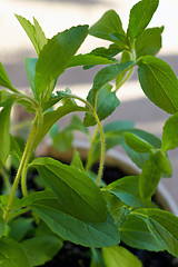 Image showing close up of stevia plant