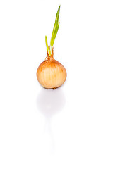 Image showing Sprouting onion 