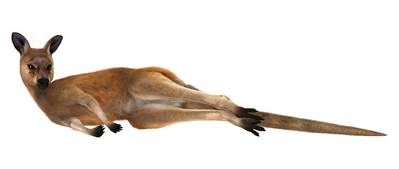 Image showing Red Kangaroo