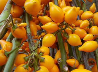 Image showing Solanum mammosum growing in the garden